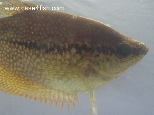 Foto Galerie/Anabantiformes/Trichopodus leerii/Trichopodus leerii_05_S.jpg